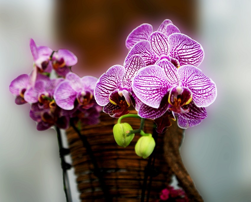 DSC_1156_conew1.JPG