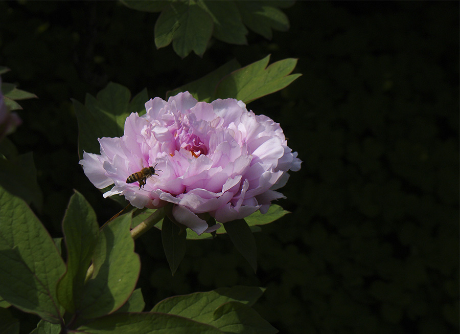 DSC06165副本.jpg