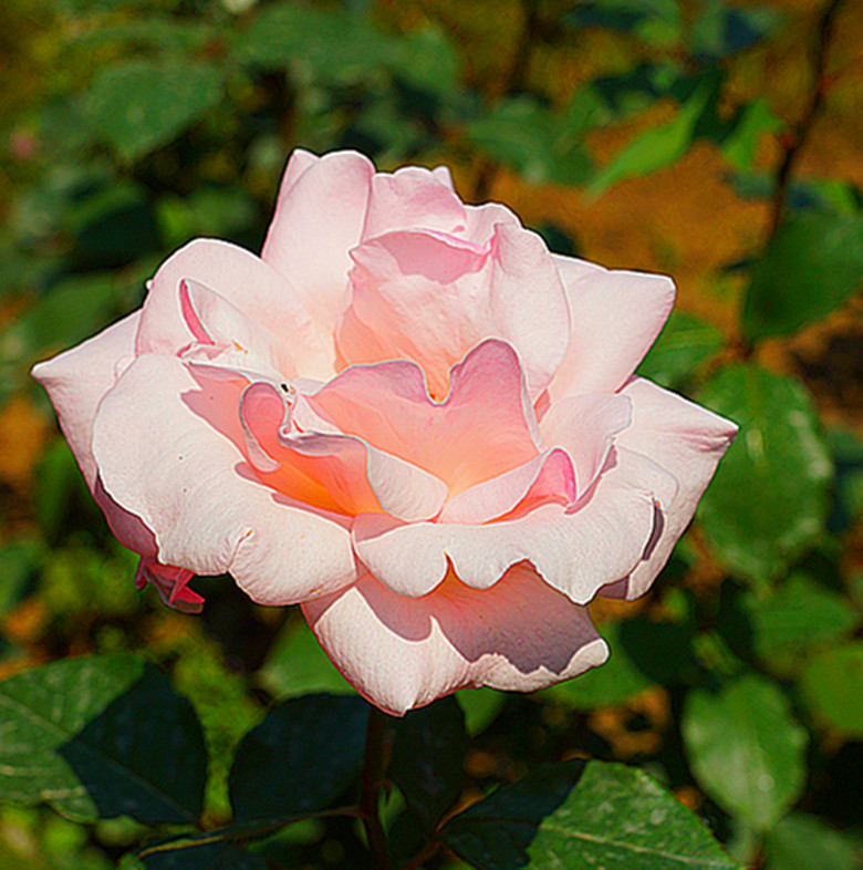 DSC02386_.jpg