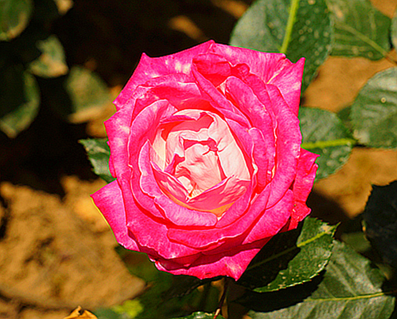 DSC02403_.jpg