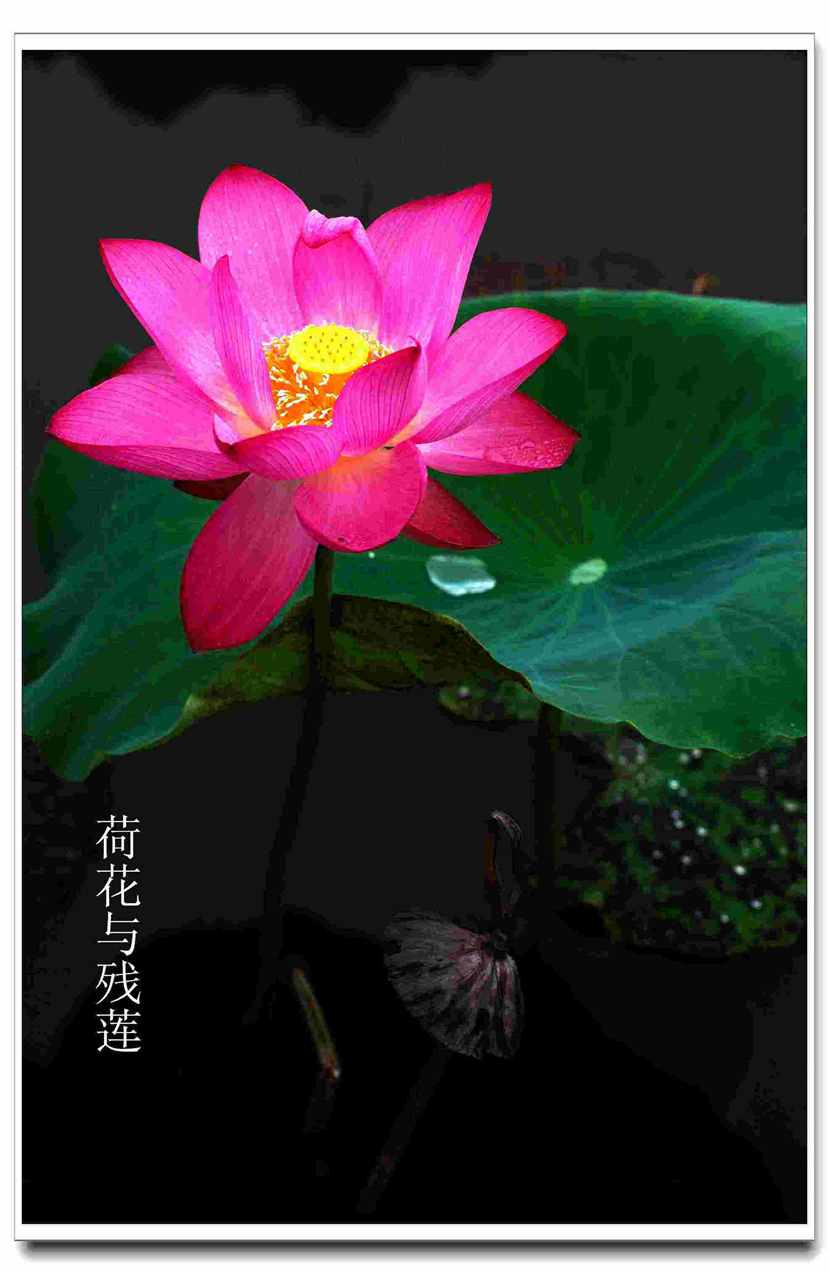 荷花与残莲_副本.jpg