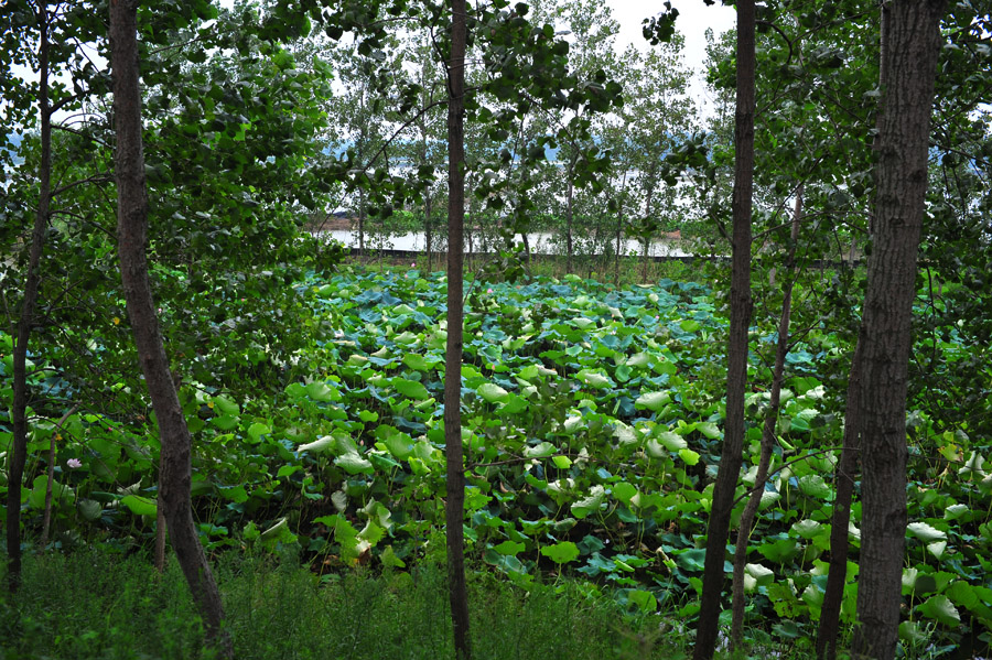 LCL_3600.JPG