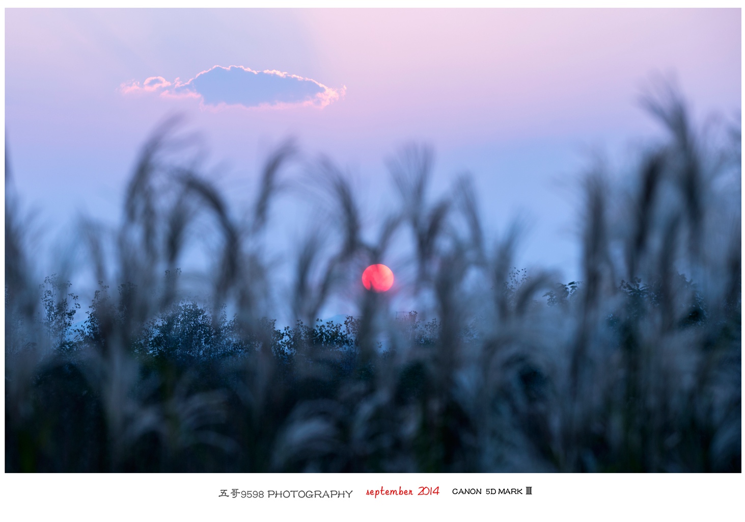 芦苇2.jpg