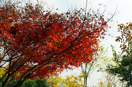 DSC06328_副本_副本.jpg