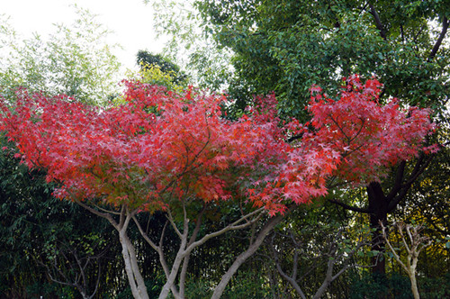 DSC06344_副本_副本.jpg