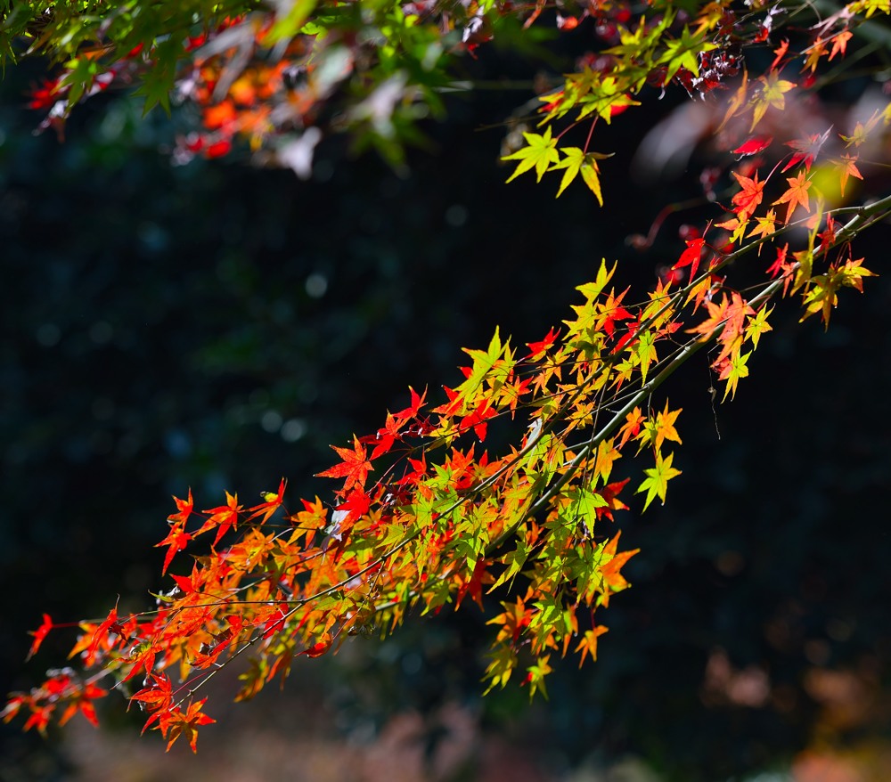 D8A_5884.jpg