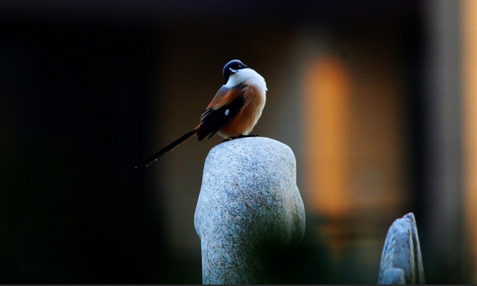 QQ图片20141210202923.jpg