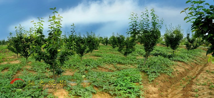 梨树西瓜全景.jpg