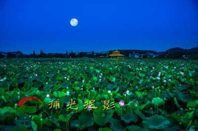 2.《荷韵》-朱成英.JPG