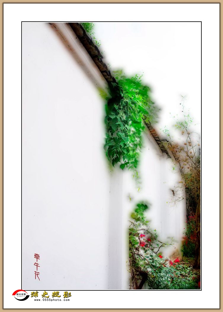 牵牛花.jpg