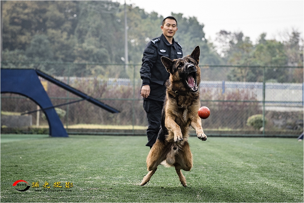 4犬训轶趣.jpg