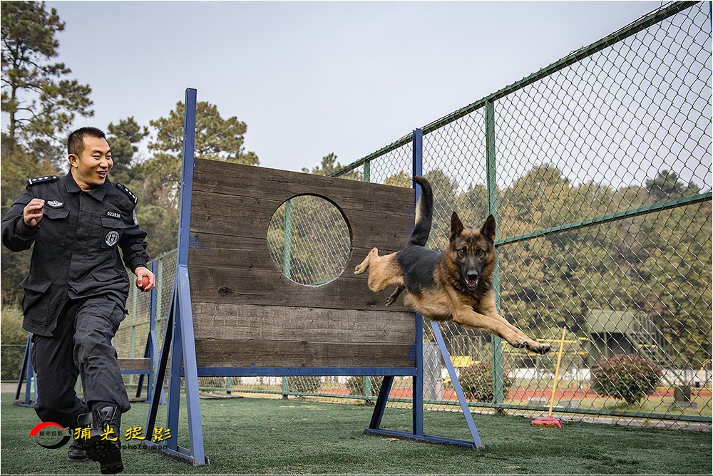 5犬训轶趣.jpg