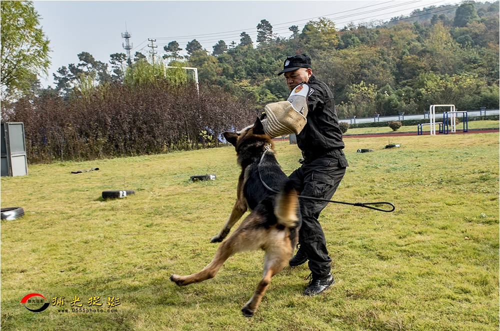 8犬训轶趣.jpg