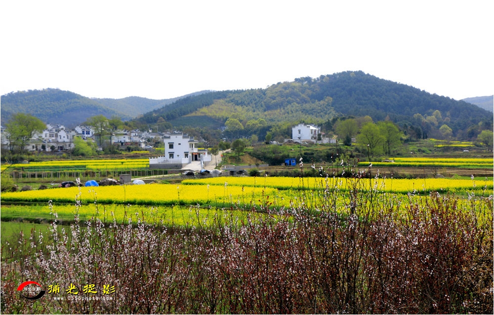 优秀奖《春到南池》濮军.jpg