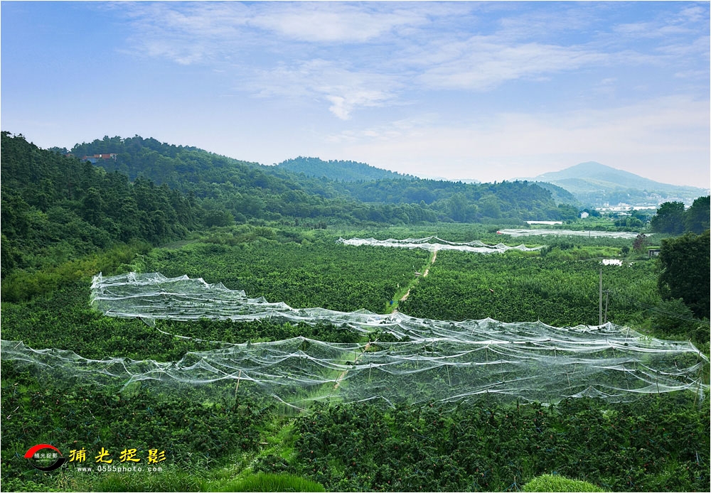 优秀奖《南池龙悦果飘香》尹秀忠.jpg