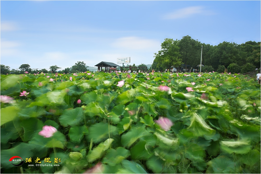 优秀奖《远朋缘自荷香来》沈业华.jpg