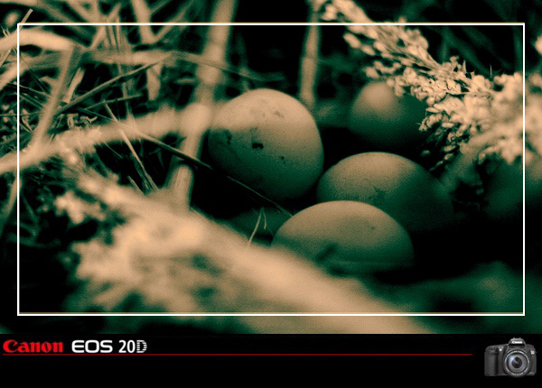 50ͷµСׯ