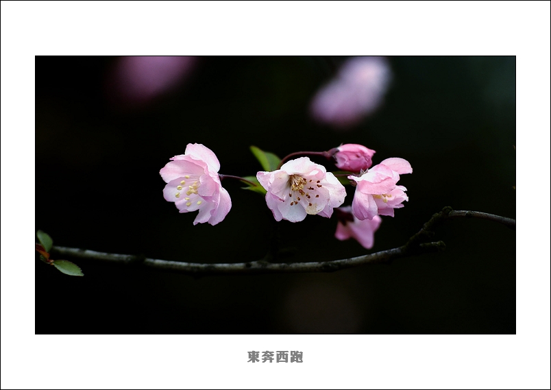 [ԭ]ɽ԰һ