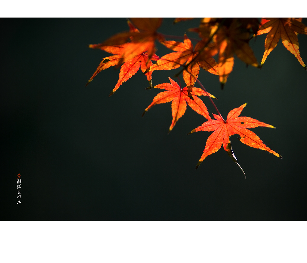 DSC_6500.jpg