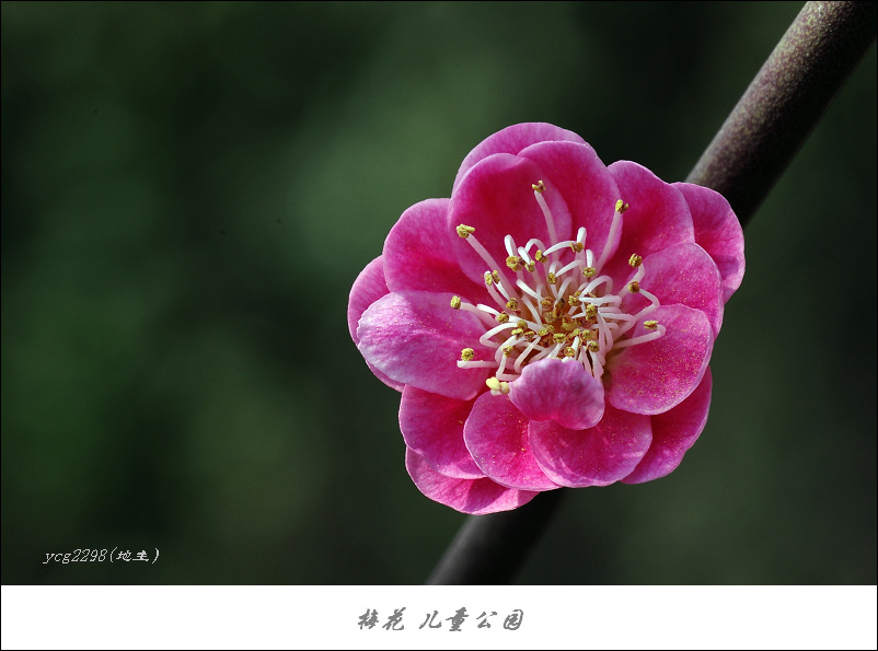 IMGP9832.jpg