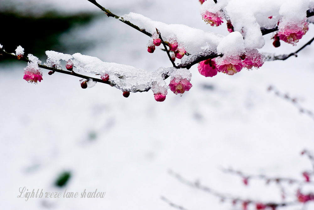 _DSC4386-1Ϊܶ-1.jpg