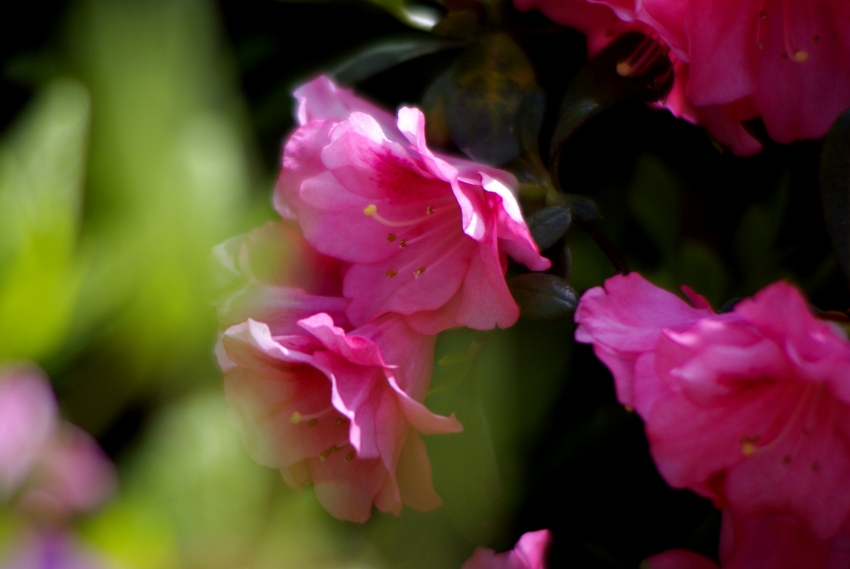 _IGP2084_conew1.jpg