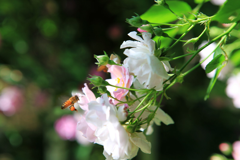 IMG_6587-1副本.jpg