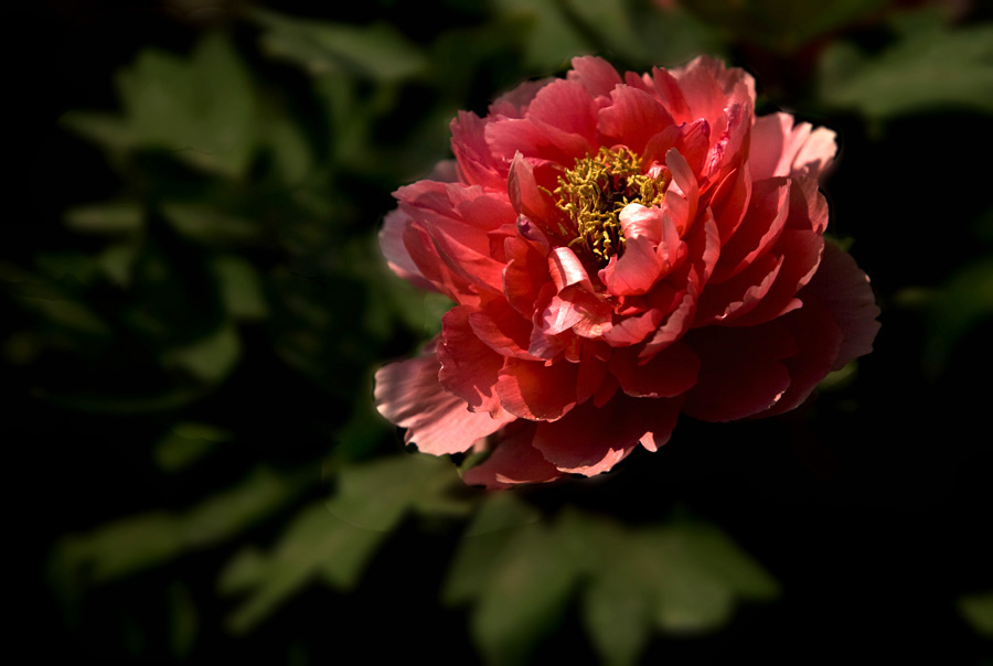 IMG_7236__a.jpg
