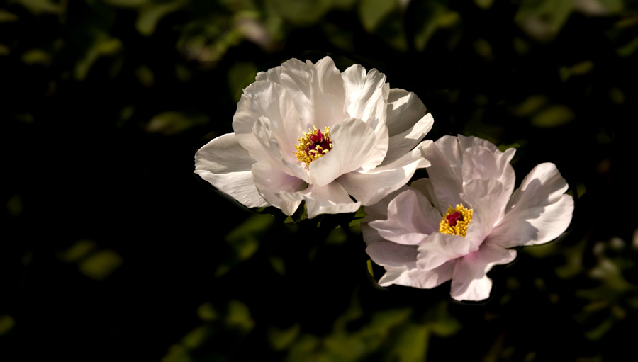 IMG_7212_a.jpg