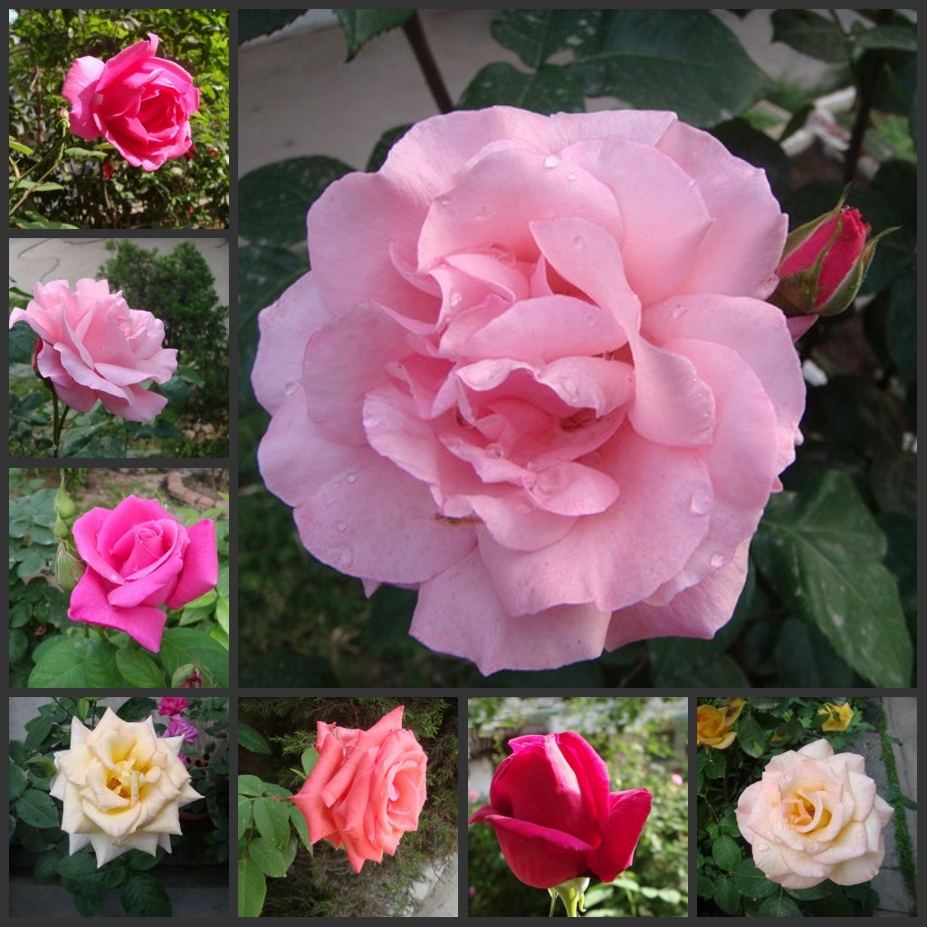 DSC04049_conew1.jpg