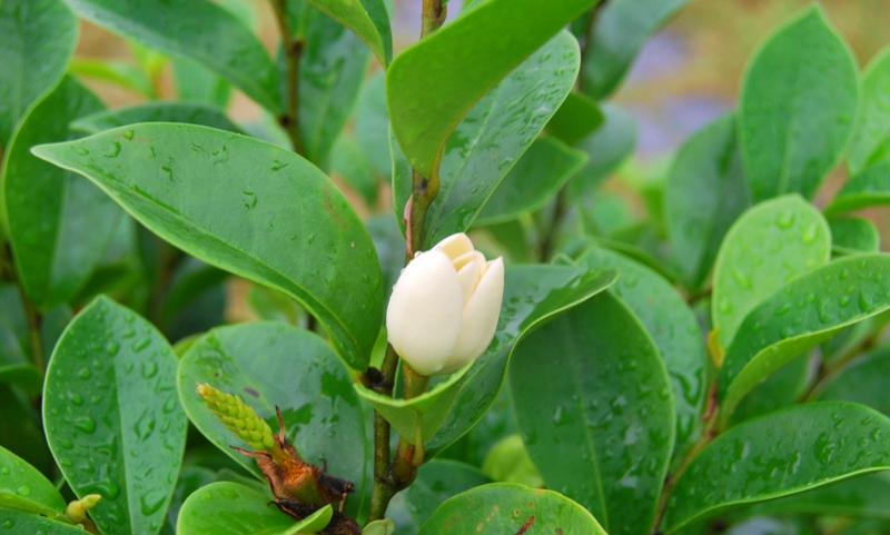 雨后茶花