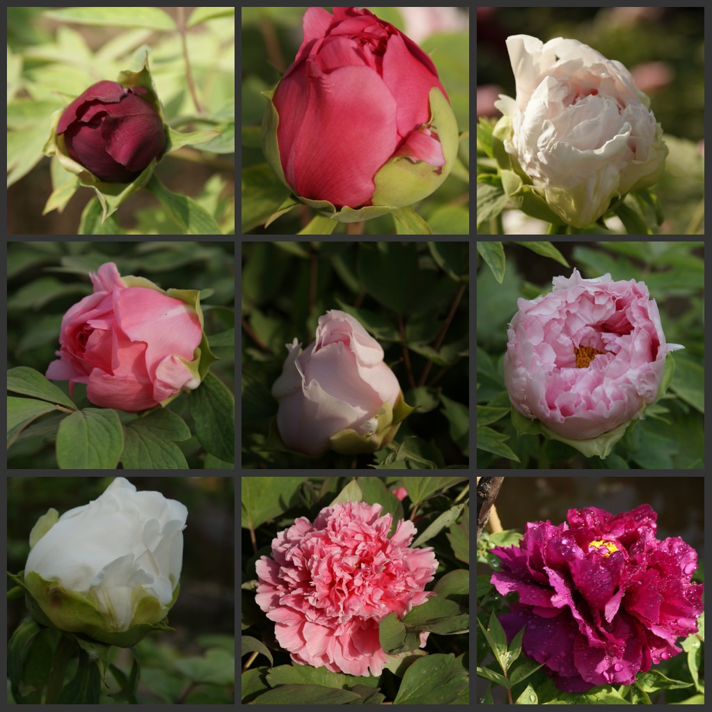 DSC07580_conew1.JPG