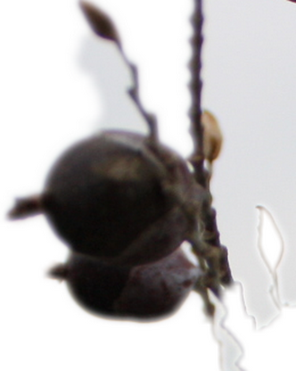 IMG_4855_1_conew2.png