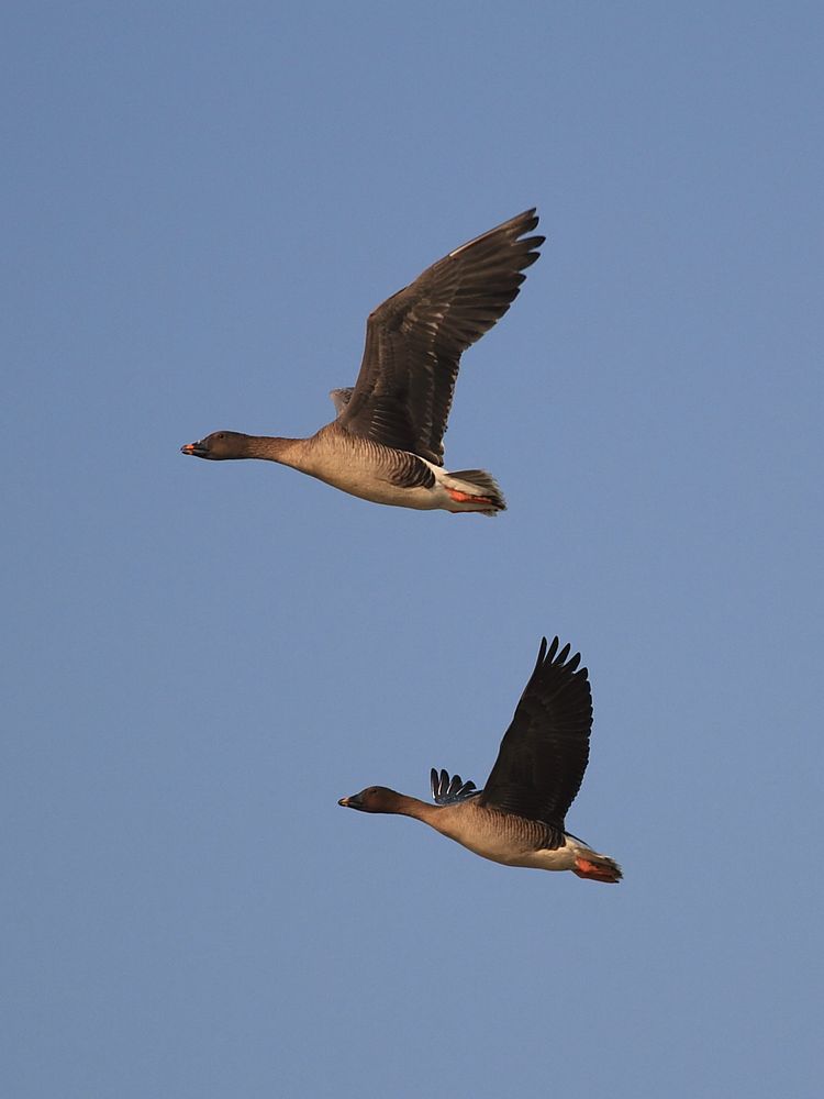 20111226_19b7ceb44d6b7e7e71ae4Jz26Wt8a53B[1].jpg