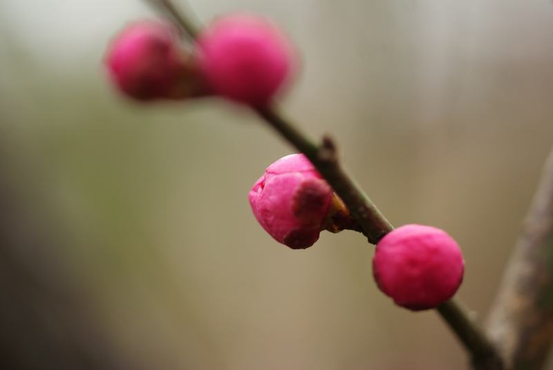 DSC04333.JPG