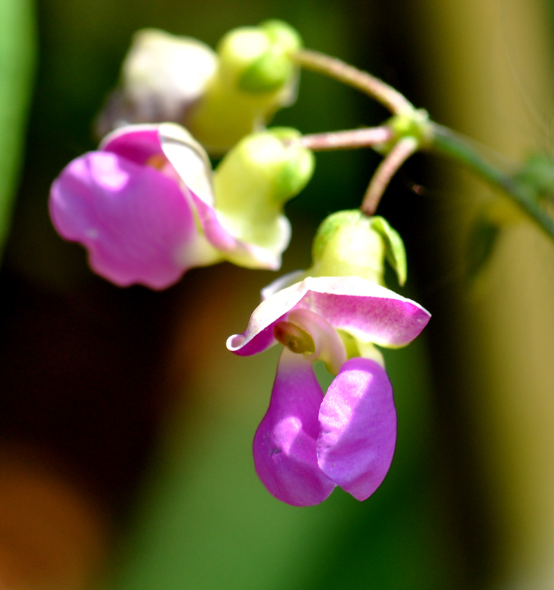 DSC_0235 .jpg