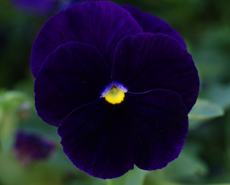 DSC06911 - .JPG