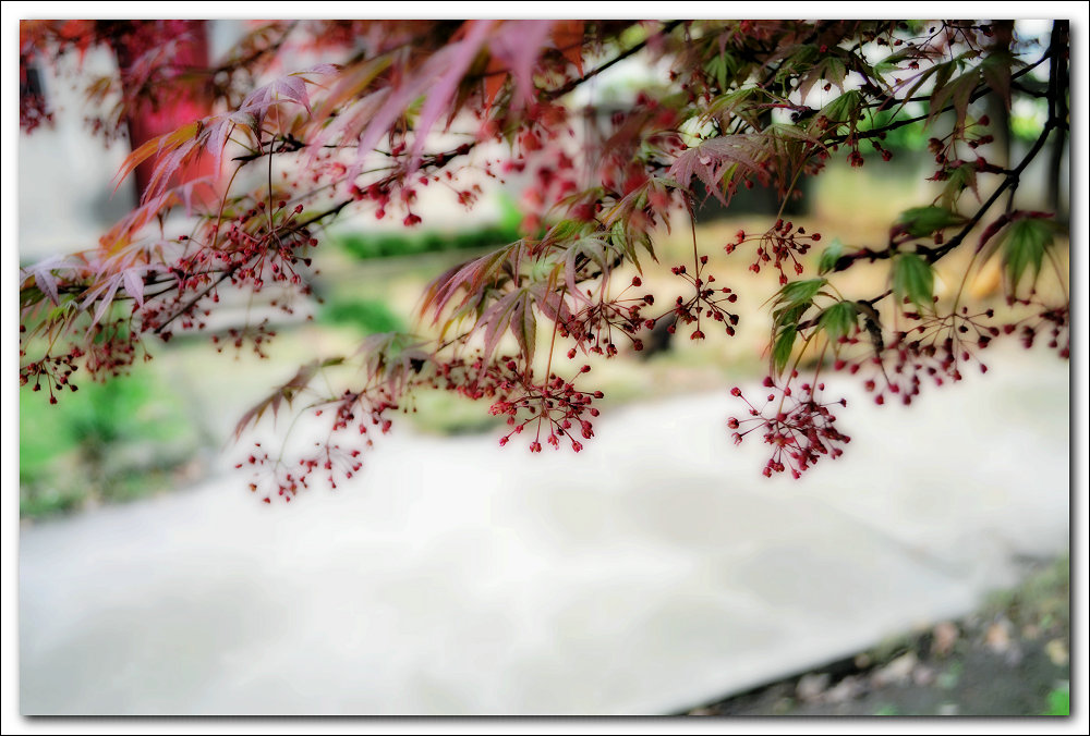 DSC_1536_副本.JPG