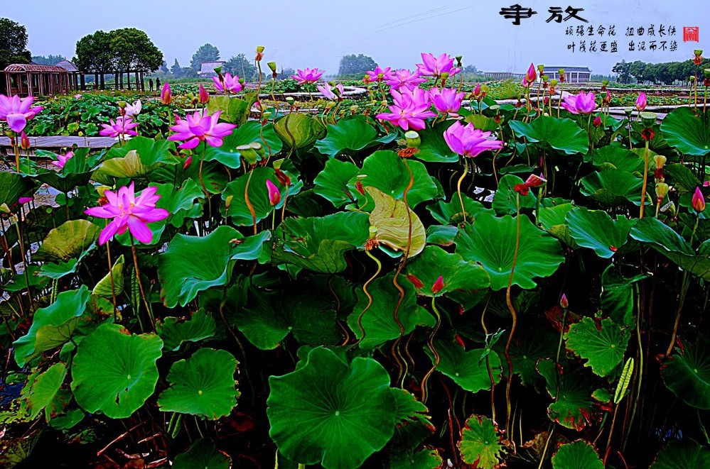 DSC_5057_conew4.JPG
