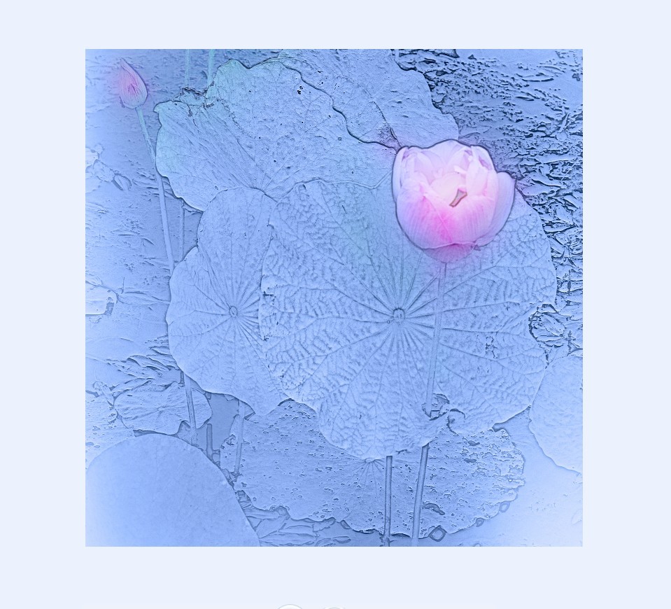 荷韵1.jpg
