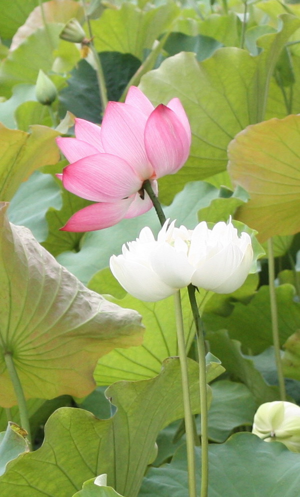 2012.4.17 099.jpg
