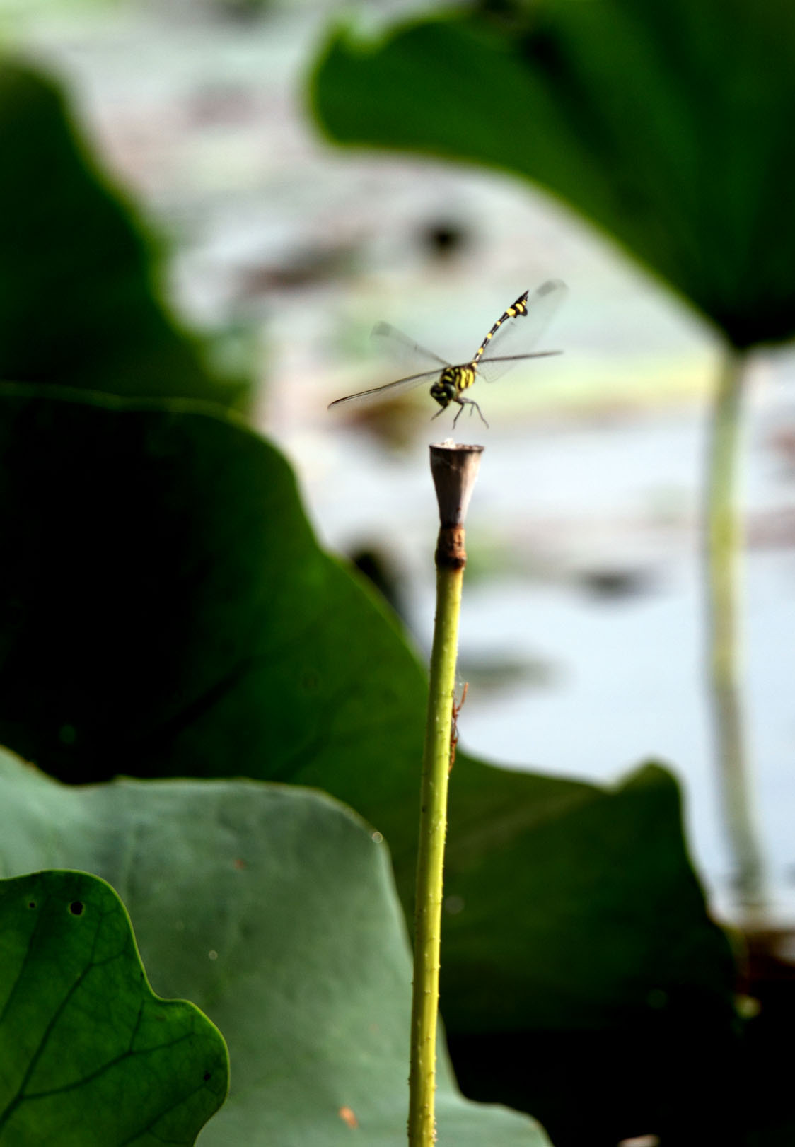 _MG_6239 .jpg