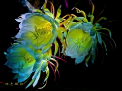 夜色 昙花现