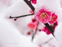 傲雪寒梅