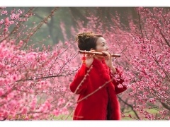 印象.惜梅