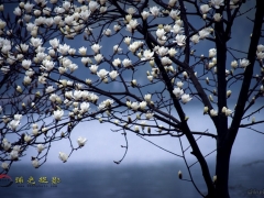 小品.玉兰