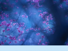 花之梦·梦里梅香